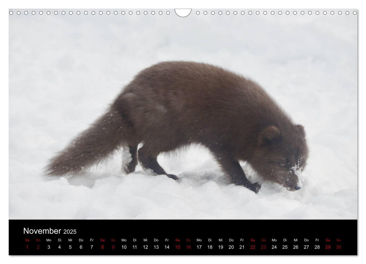 Bild: 9783435440788 | Polarfuchsstudien Wildlife (Wandkalender 2025 DIN A3 quer),...