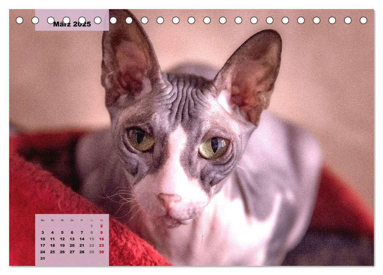 Bild: 9783435049387 | Sphinx. Grazile und anmutige Nacktkatzen (Tischkalender 2025 DIN A5...