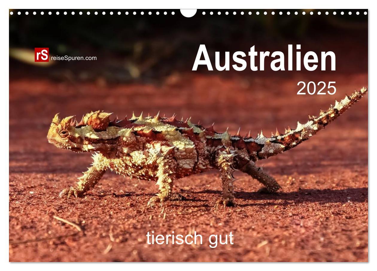 Cover: 9783435685738 | Australien tierisch gut 2025 (Wandkalender 2025 DIN A3 quer),...