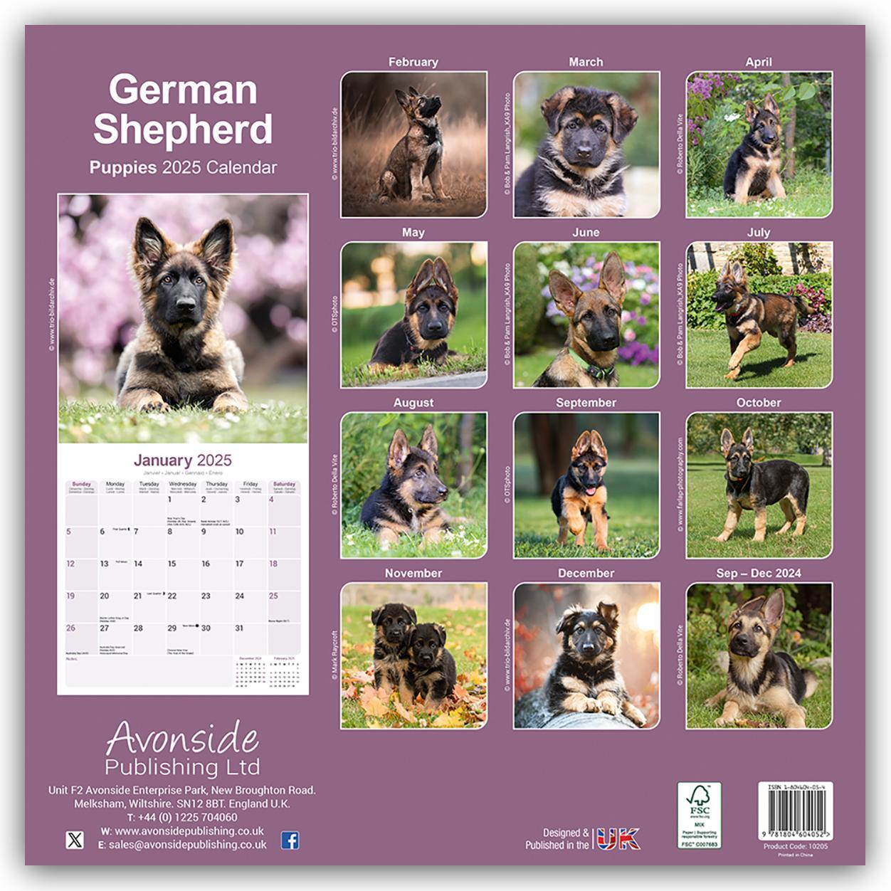 Rückseite: 9781804604052 | German Shepherd Puppies - Deutsche Schäferhund Welpen 2025 -...