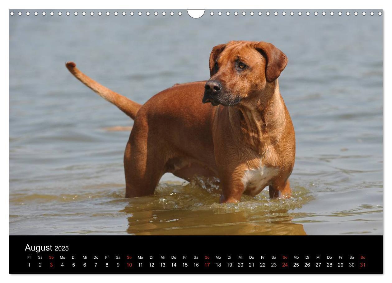 Bild: 9783435759750 | Rhodesian Ridgeback 2025 (Wandkalender 2025 DIN A3 quer), CALVENDO...