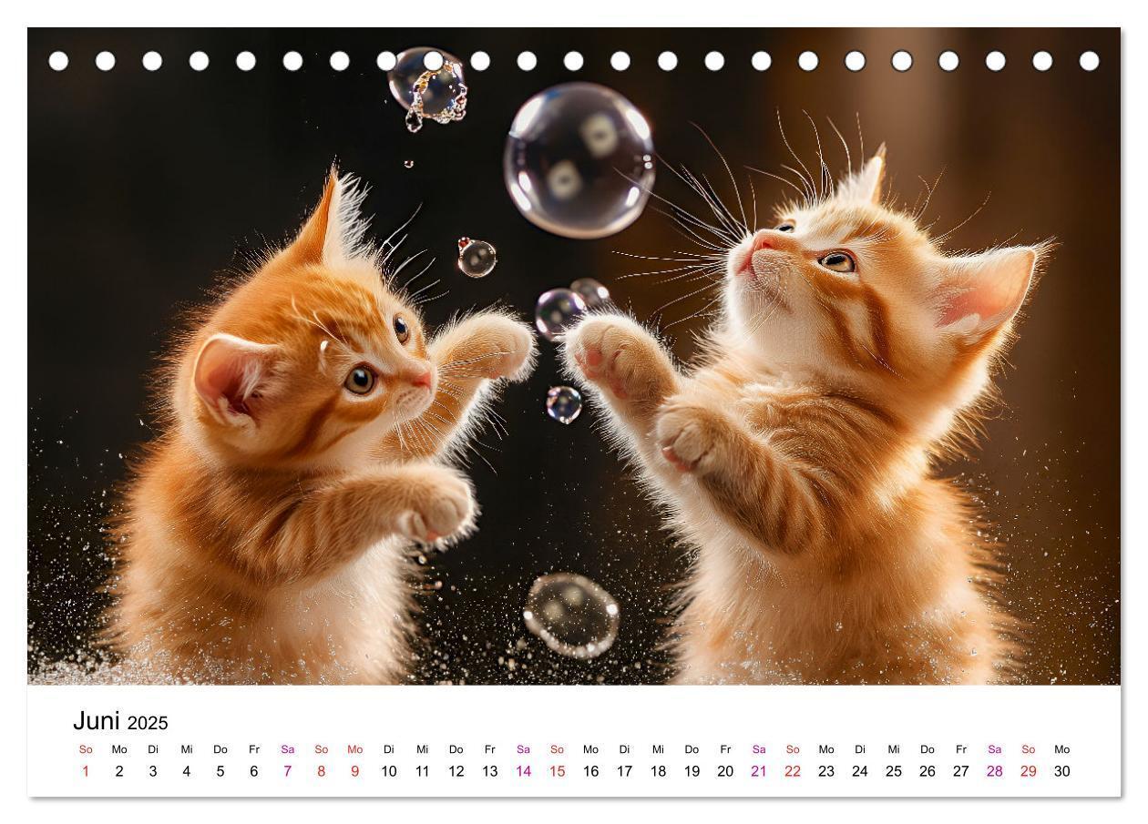 Bild: 9783457218334 | Katzenzauber - Samtpfoten im Jahreslauf (Tischkalender 2025 DIN A5...