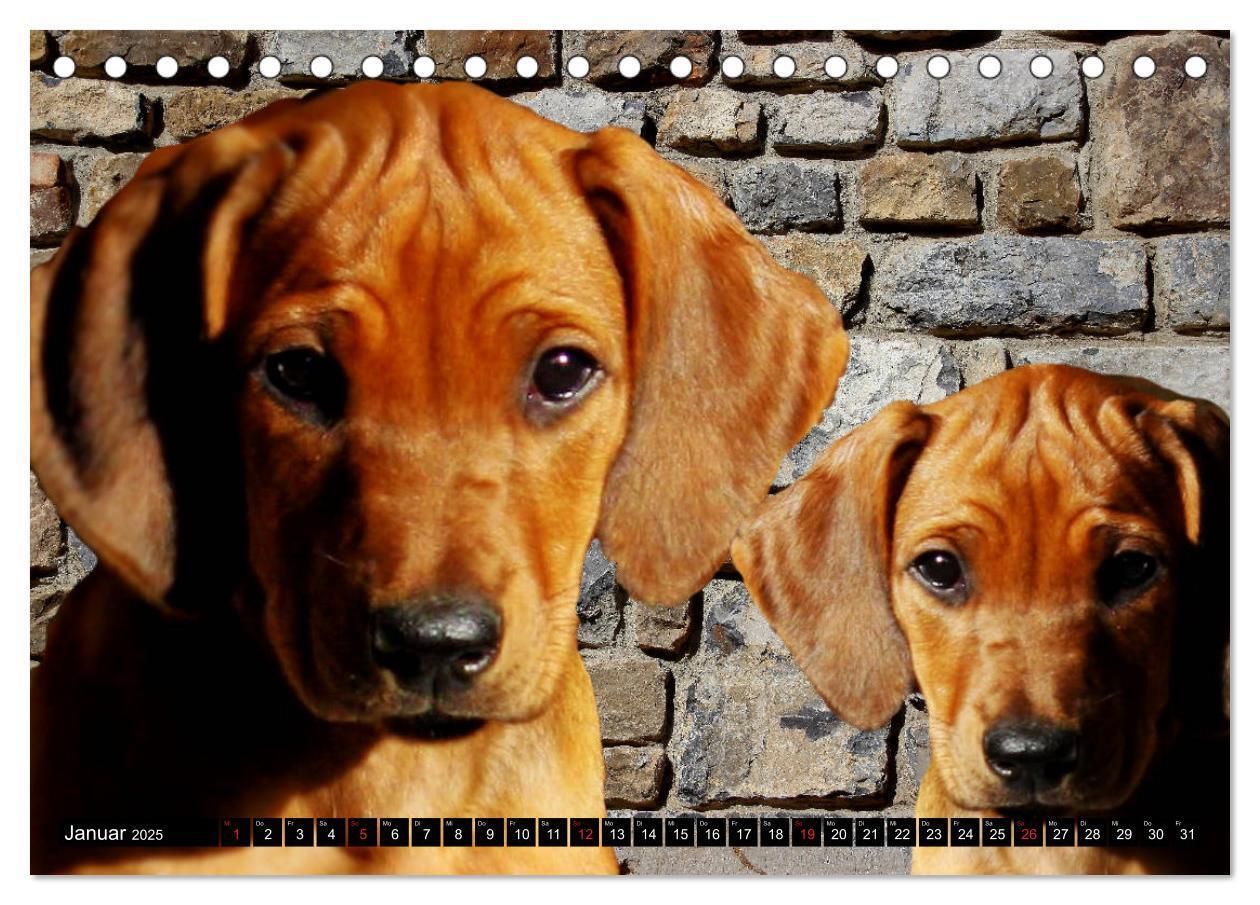 Bild: 9783435261123 | Rhodesian Ridgeback Augen-Blicke (Tischkalender 2025 DIN A5 quer),...