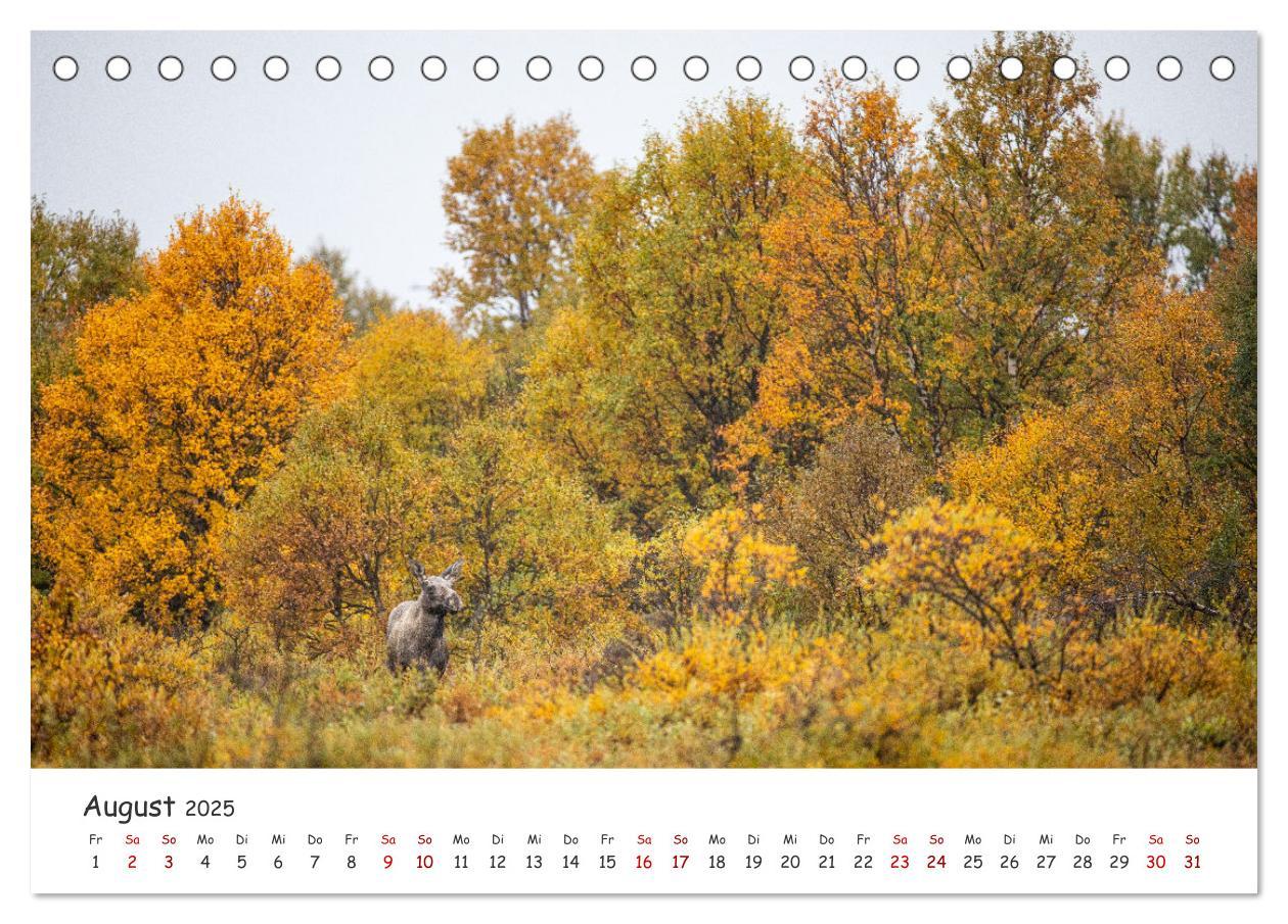 Bild: 9783383947124 | Der Elch - König der skandinavischen Wälder (Tischkalender 2025 DIN...