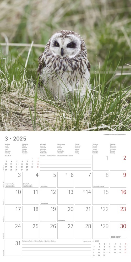 Bild: 4251732340735 | Alpha Edition - Eulen 2025 Broschürenkalender, 30x30cm,...