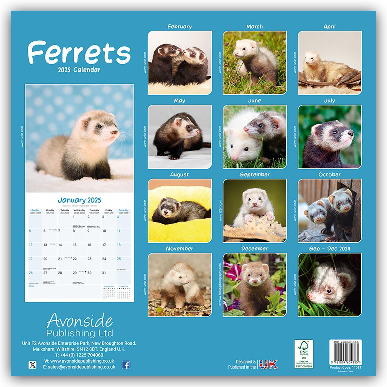 Rückseite: 9781804604335 | Ferrets - Frettchen 2025 - 16-Monatskalender | Avonside Publishing Ltd