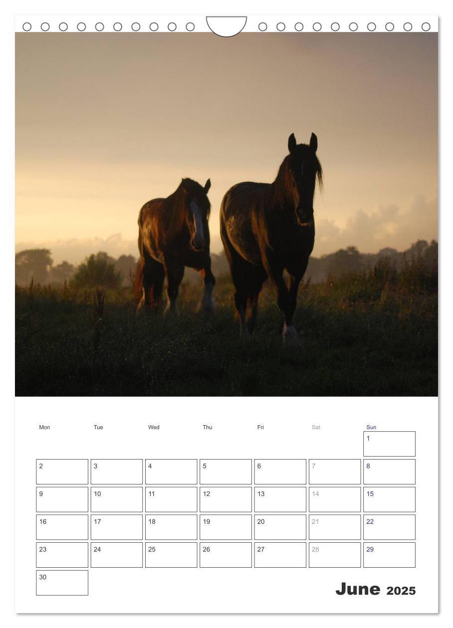 Bild: 9781325973057 | Shire Horses The Gentle Giants (Wall Calendar 2025 DIN A4...