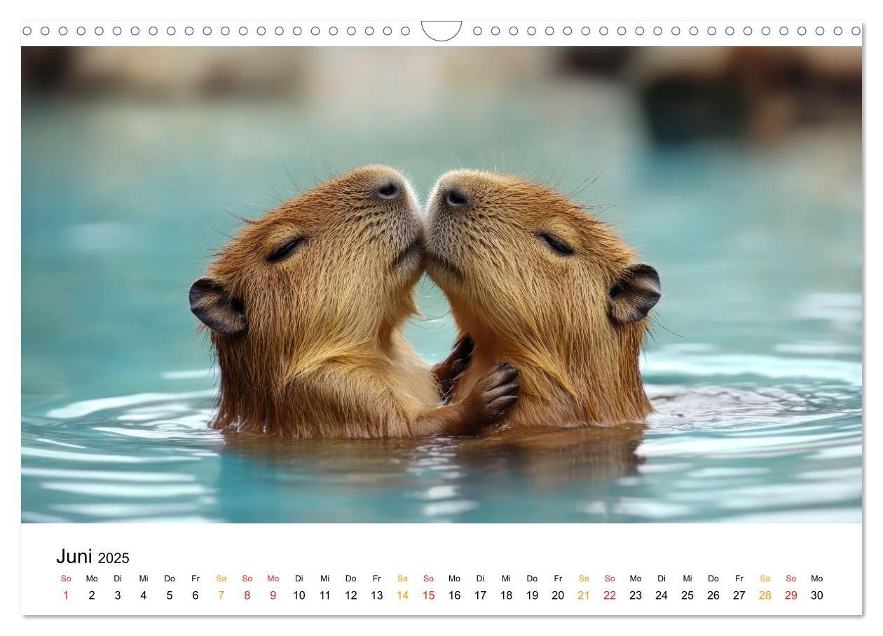 Bild: 9783457244593 | Capybara - liebenswertes großes Wasserschwein (Wandkalender 2025...