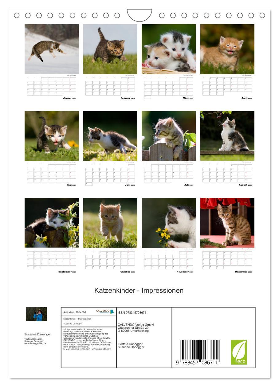 Bild: 9783457086711 | Katzenkinder - Impressionen (Wandkalender 2025 DIN A4 hoch),...