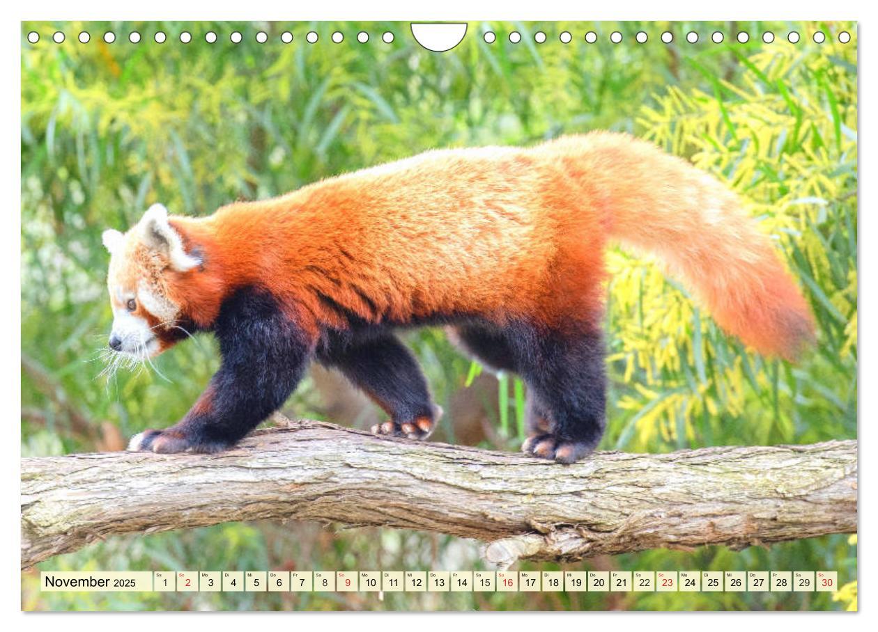 Bild: 9783435178766 | Roter Panda. Die superknuddeligen Katzenbären (Wandkalender 2025...