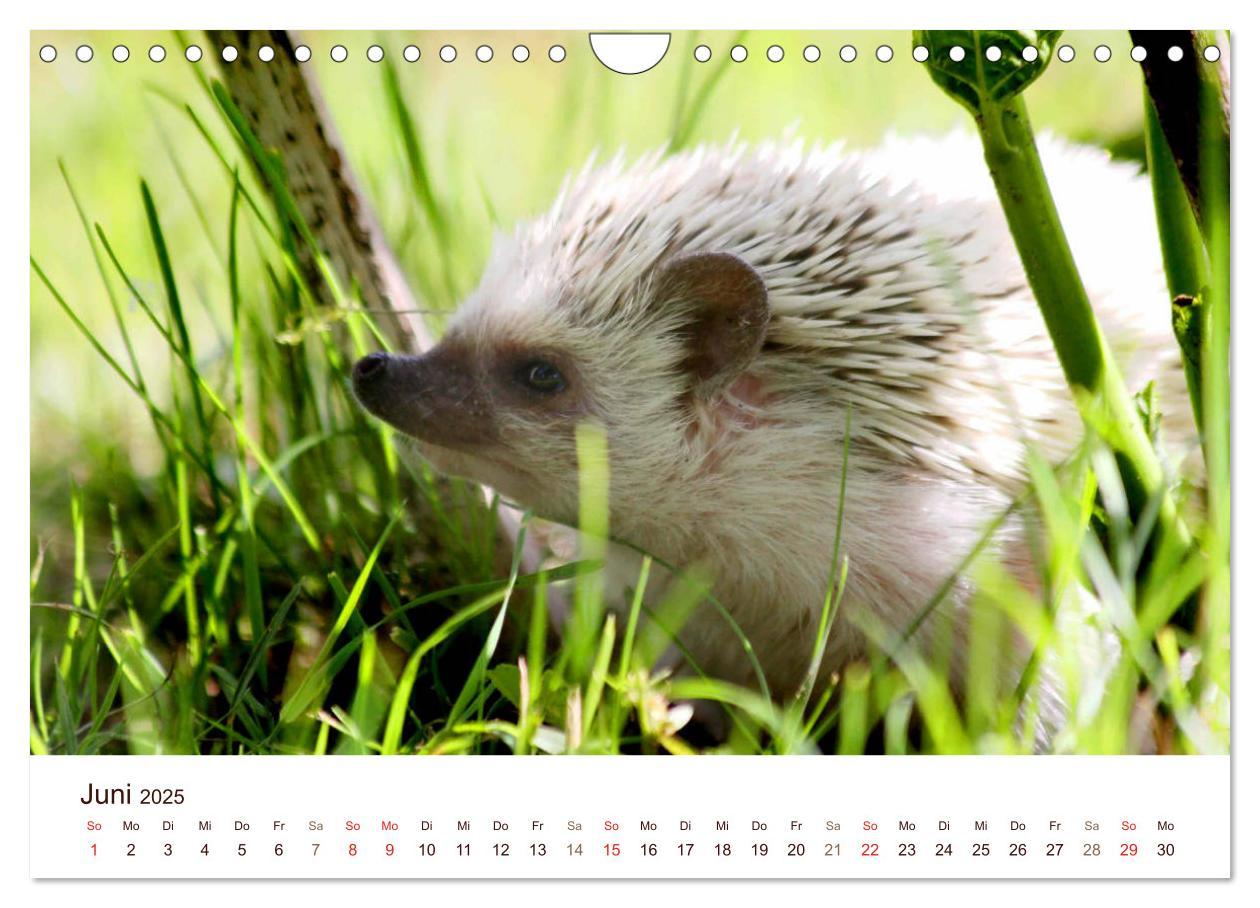 Bild: 9783435473052 | Igel 2025. Tierische Impressionen (Wandkalender 2025 DIN A4 quer),...