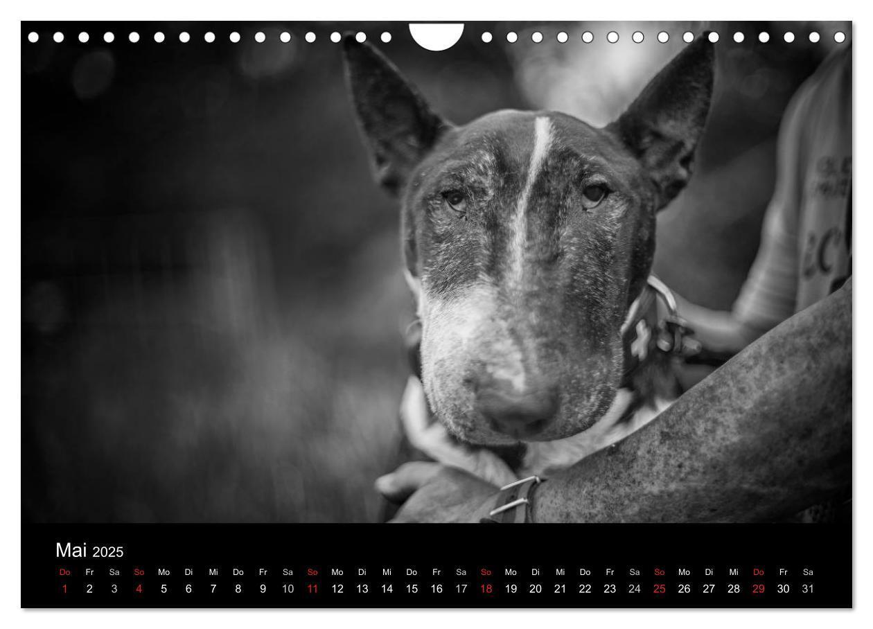 Bild: 9783435566716 | Bullterrier (Wandkalender 2025 DIN A4 quer), CALVENDO Monatskalender