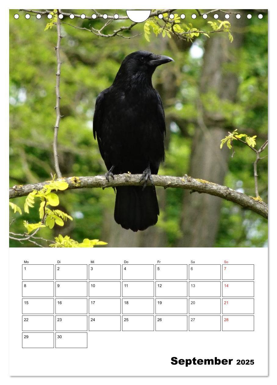 Bild: 9783457021088 | Rabenvögel Terminplaner (Wandkalender 2025 DIN A4 hoch), CALVENDO...