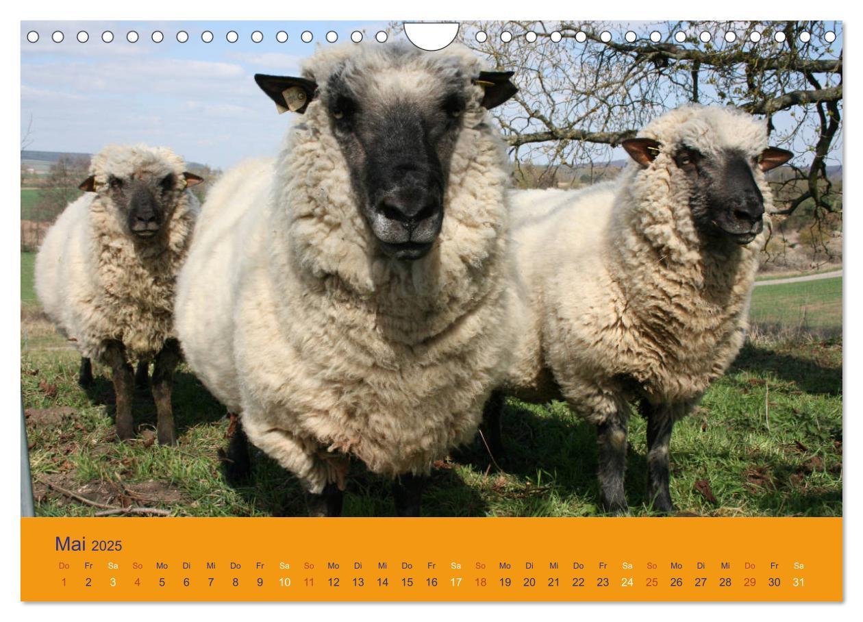 Bild: 9783435249985 | Shropshire Schafe (Wandkalender 2025 DIN A4 quer), CALVENDO...