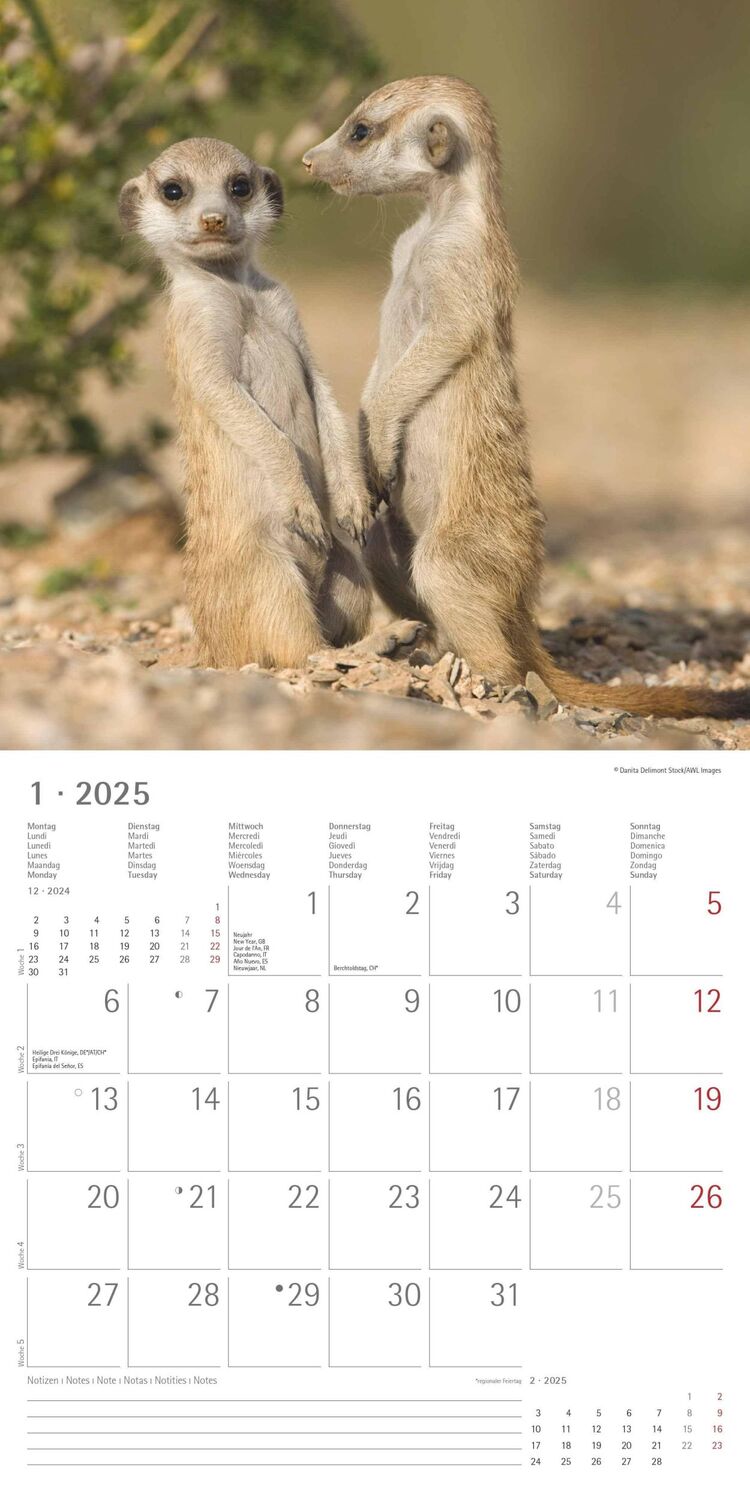 Bild: 4251732340742 | Erdmännchen 2025 - Broschürenkalender 30x30 cm (30x60 geöffnet) -...