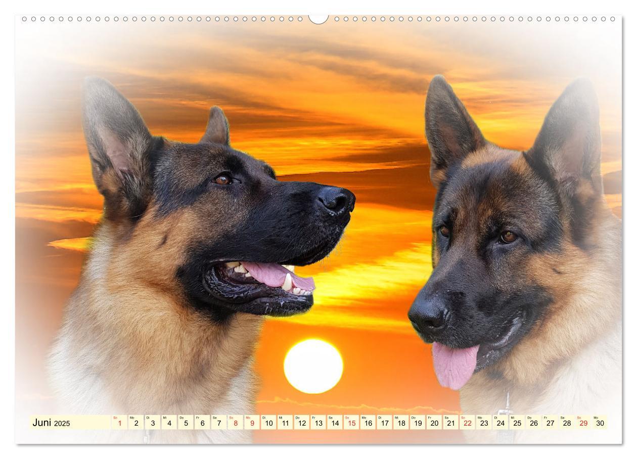 Bild: 9783435380619 | Rasseportraits - Hunde (Wandkalender 2025 DIN A2 quer), CALVENDO...