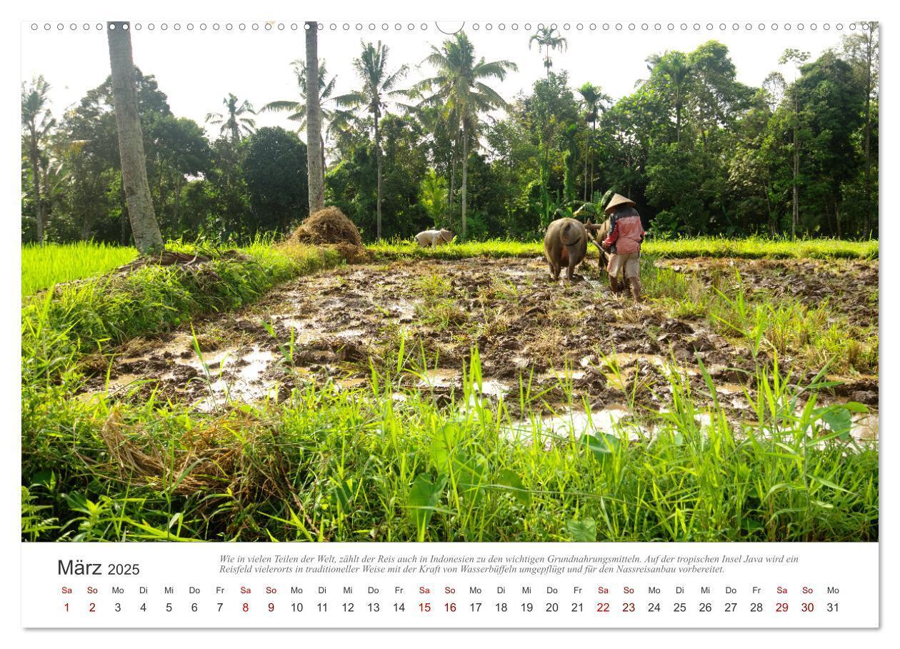 Bild: 9783435043163 | JAVA Natur pur (Wandkalender 2025 DIN A2 quer), CALVENDO...