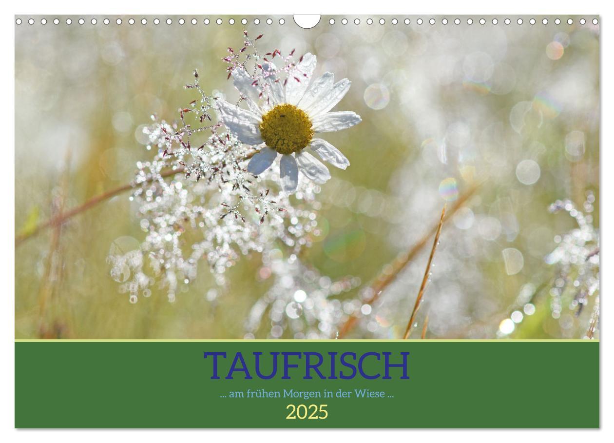 Cover: 9783383953361 | Taufrisch ... am frühen Morgen in der Wiese (Wandkalender 2025 DIN...