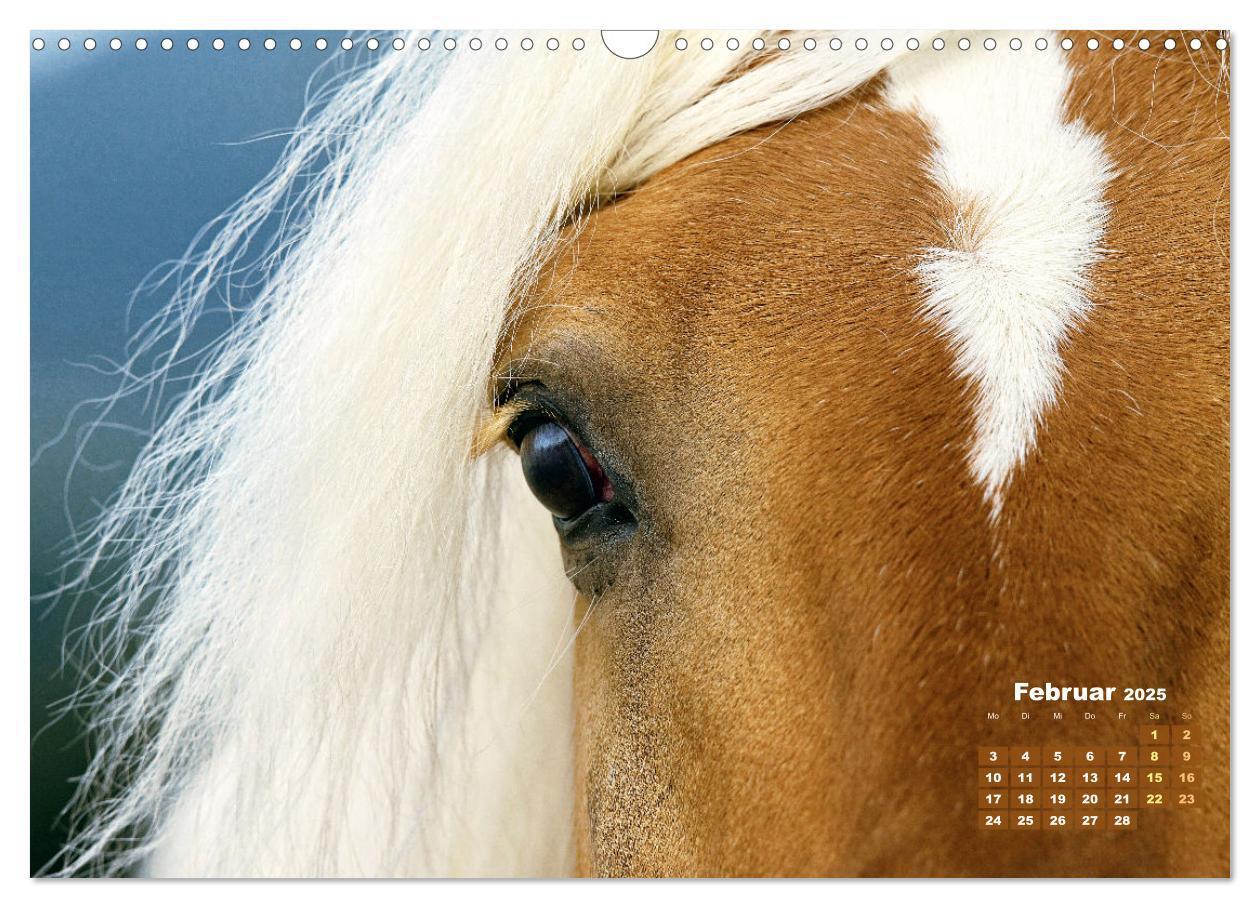 Bild: 9783457184998 | Haflinger: Die blonden Pferde von der Alm (Wandkalender 2025 DIN A3...