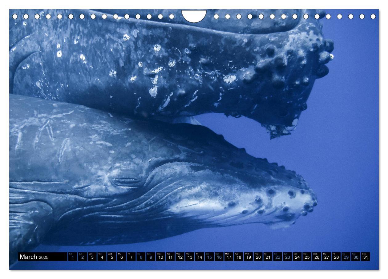 Bild: 9781325948321 | A Whale of a Year (Wall Calendar 2025 DIN A4 landscape), CALVENDO...