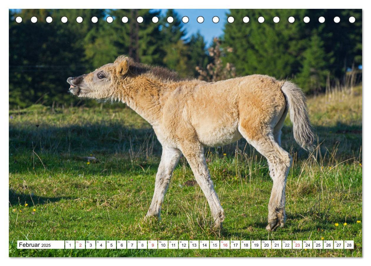 Bild: 9783435572434 | Konik - Frei geboren (Tischkalender 2025 DIN A5 quer), CALVENDO...