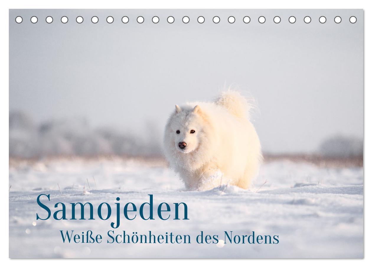 Cover: 9783435476244 | Samojeden - Liebenswerte Fellkugeln (Tischkalender 2025 DIN A5...