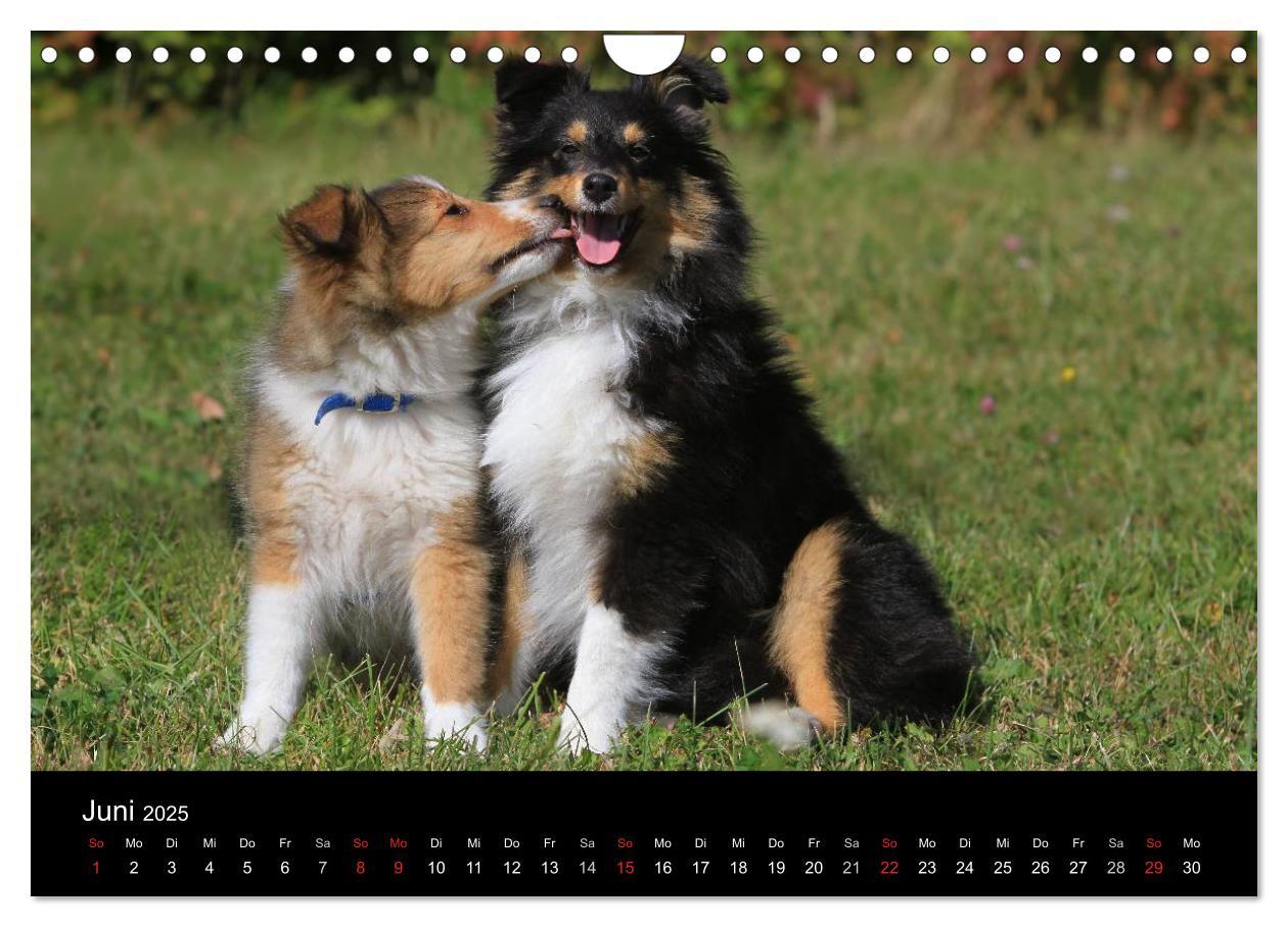 Bild: 9783435752720 | Shelties 2025 (Wandkalender 2025 DIN A4 quer), CALVENDO Monatskalender