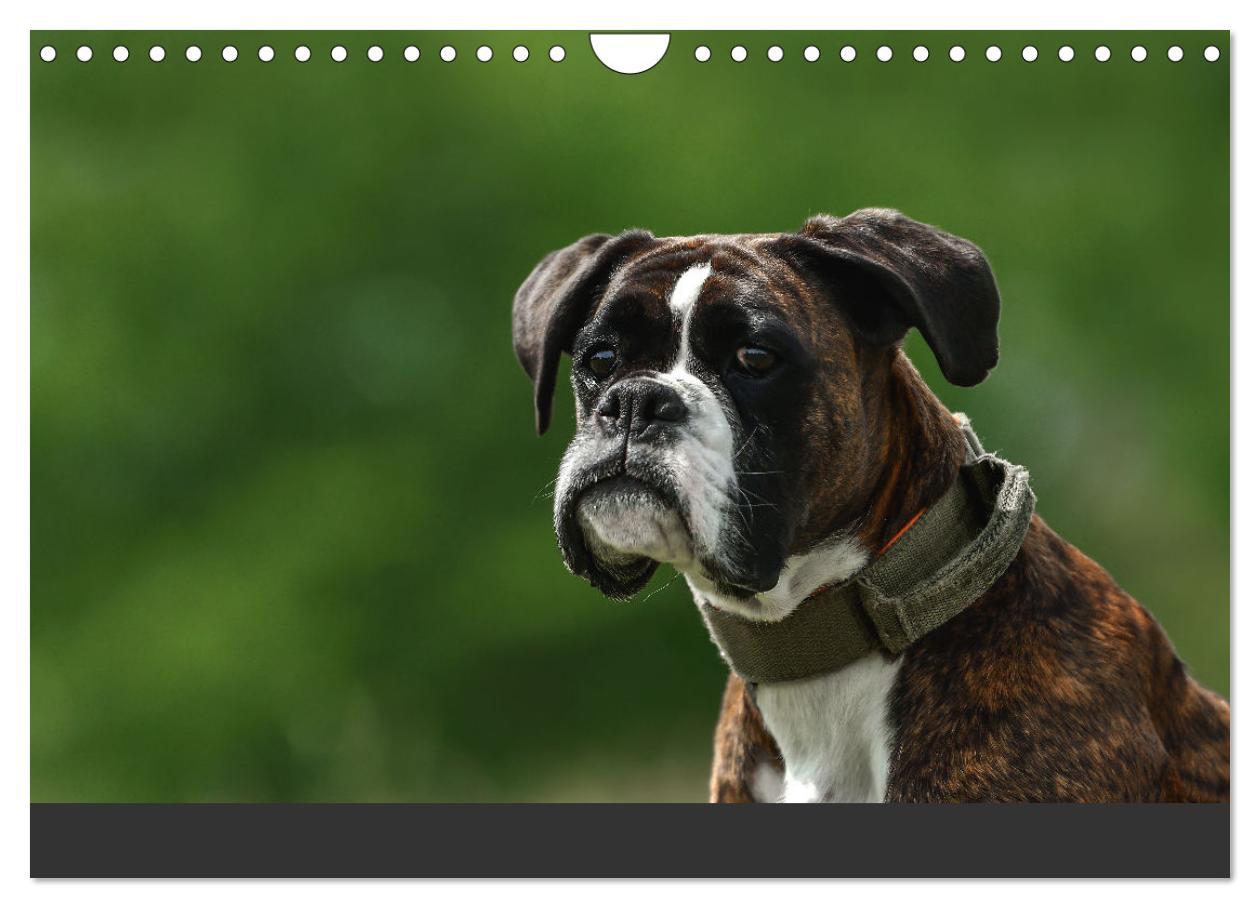 Bild: 9783383843303 | Fantastische Boxer - Sieger der Herzen (Wandkalender 2025 DIN A4...