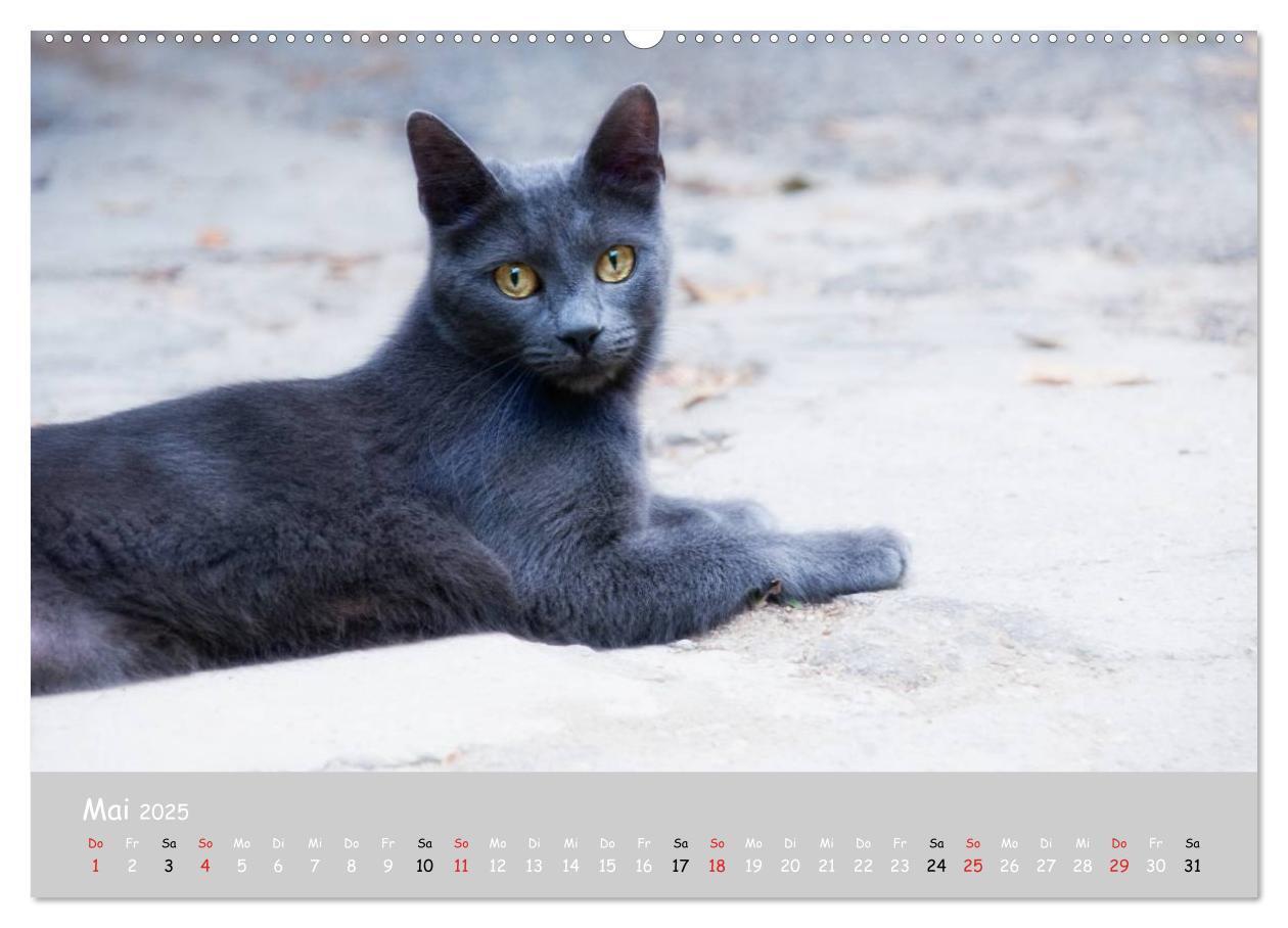 Bild: 9783435787333 | Katzen des Südens (Wandkalender 2025 DIN A2 quer), CALVENDO...