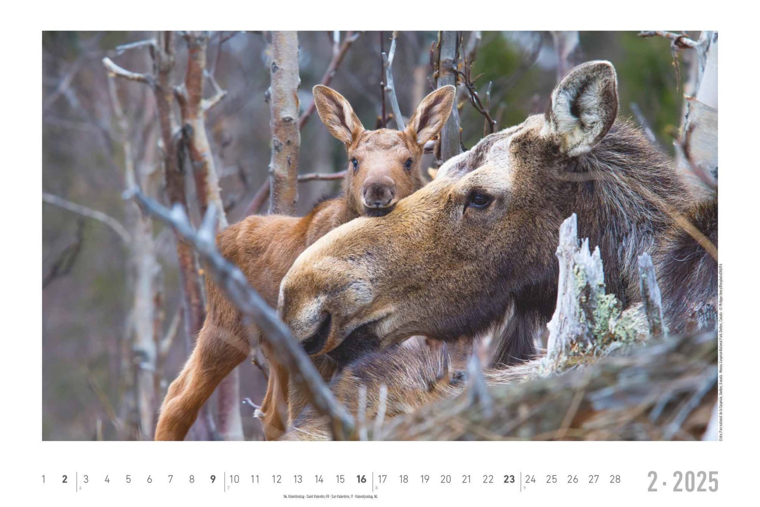 Bild: 4251732342197 | Alpha Edition - Lebensraum Wald 2025 Wandkalender, 49,5x33cm,...