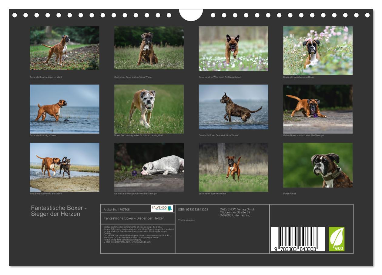 Bild: 9783383843303 | Fantastische Boxer - Sieger der Herzen (Wandkalender 2025 DIN A4...