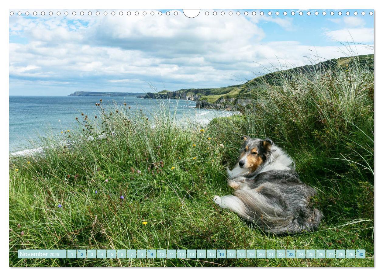 Bild: 9783435175758 | Highland-Collies - Auf vier Pfoten durch Schottland und Irland...