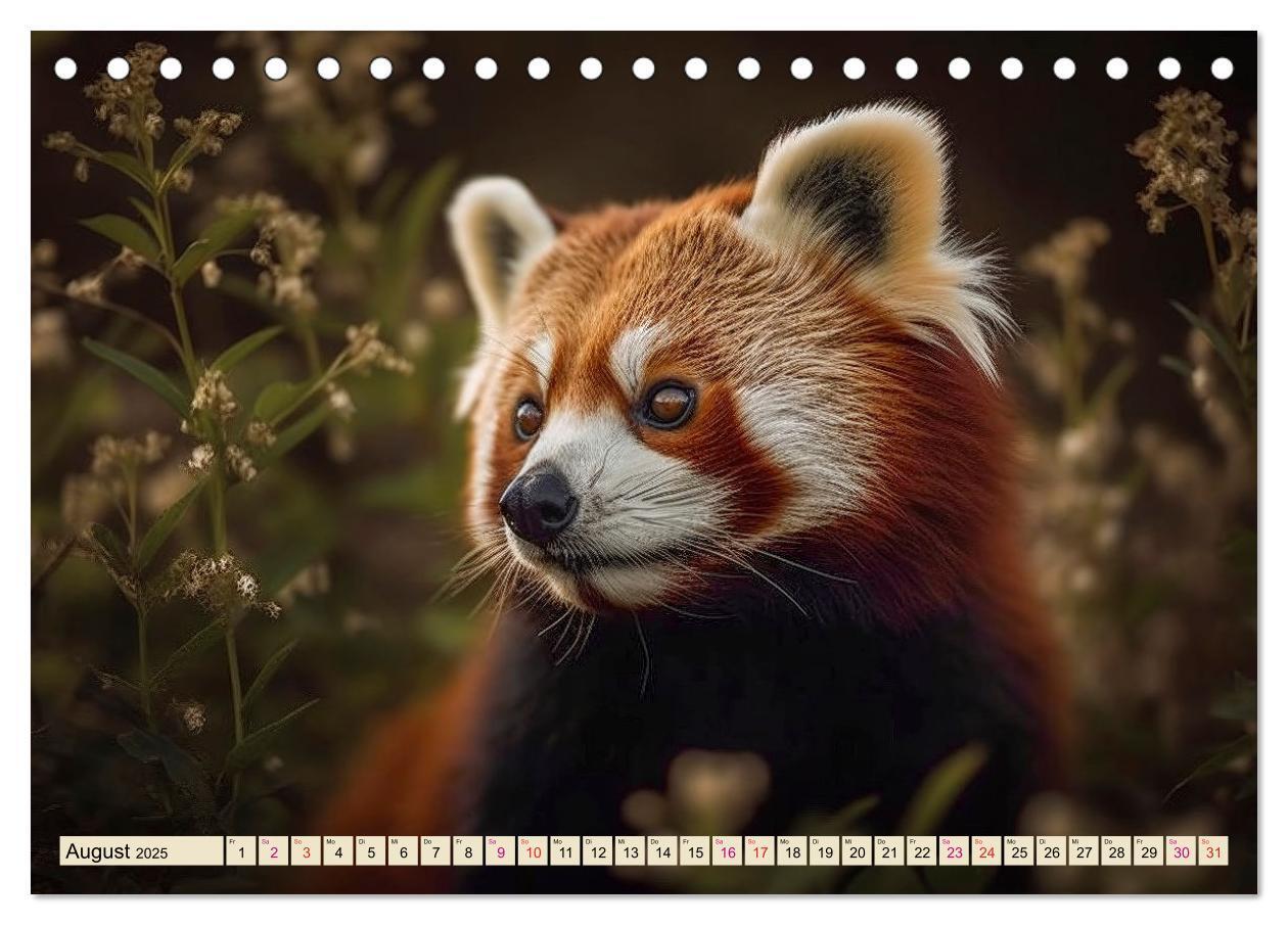 Bild: 9783383905902 | Roter Panda - gefährdeter Katzenbär (Tischkalender 2025 DIN A5...