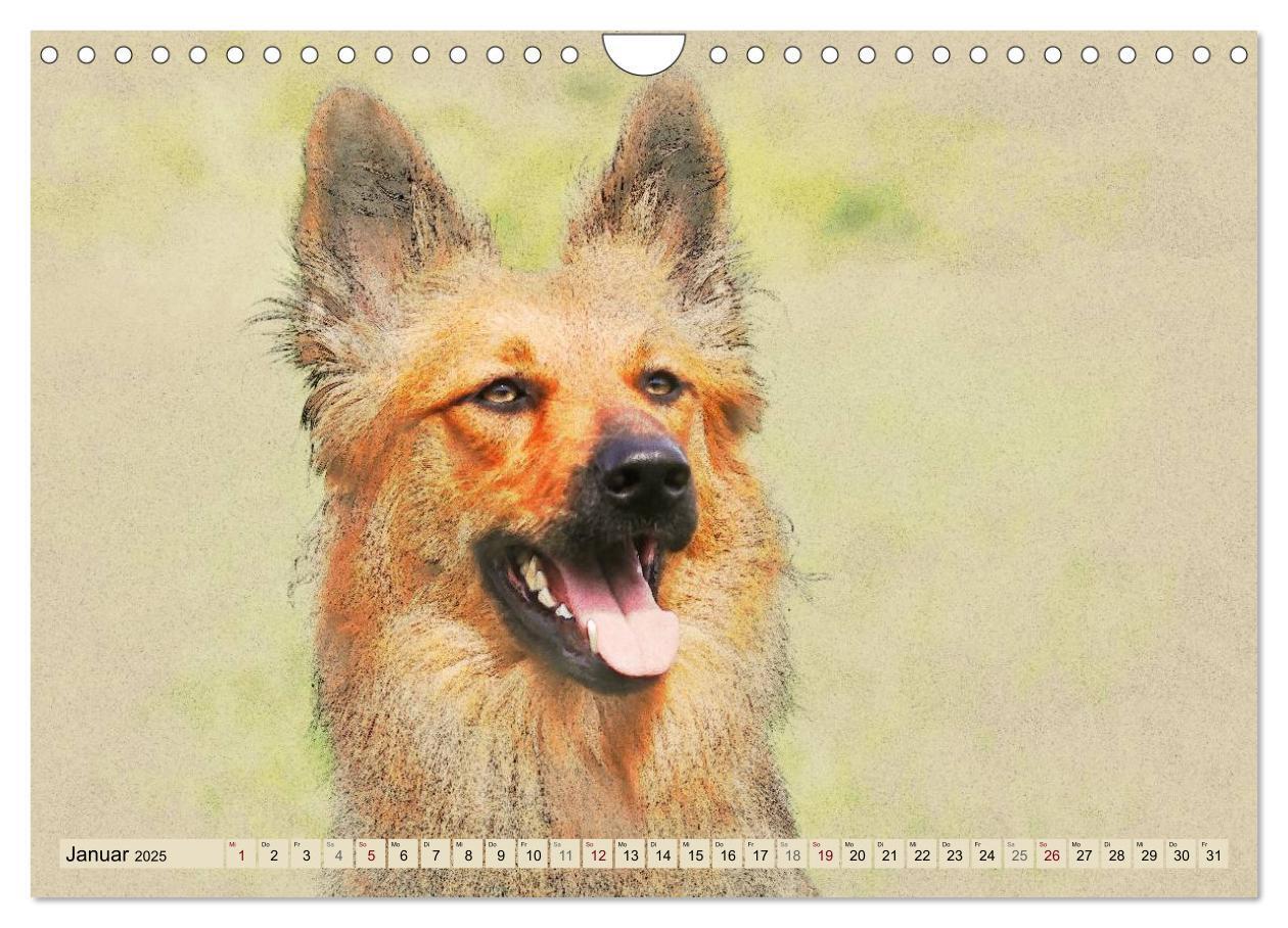 Bild: 9783435706655 | Altdeutsche Hütehunde 2025 (Wandkalender 2025 DIN A4 quer),...