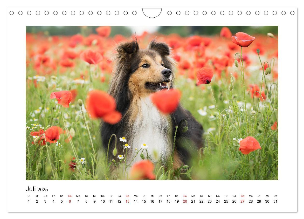 Bild: 9783435308309 | Herzensshelties - Shetland Sheepdogs (Wandkalender 2025 DIN A4...