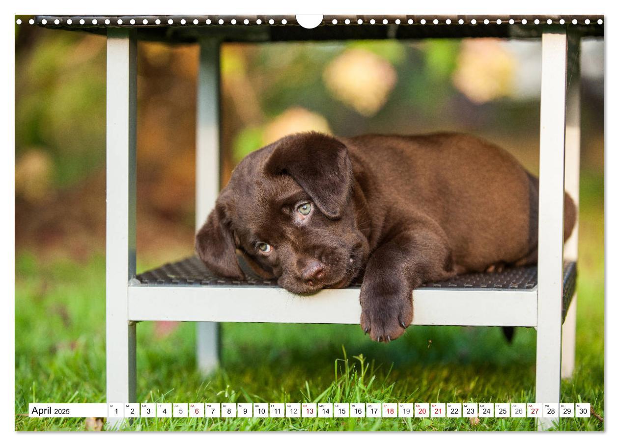 Bild: 9783435312658 | Freund auf 4 Pfoten - Labrador Retriever (Wandkalender 2025 DIN A3...