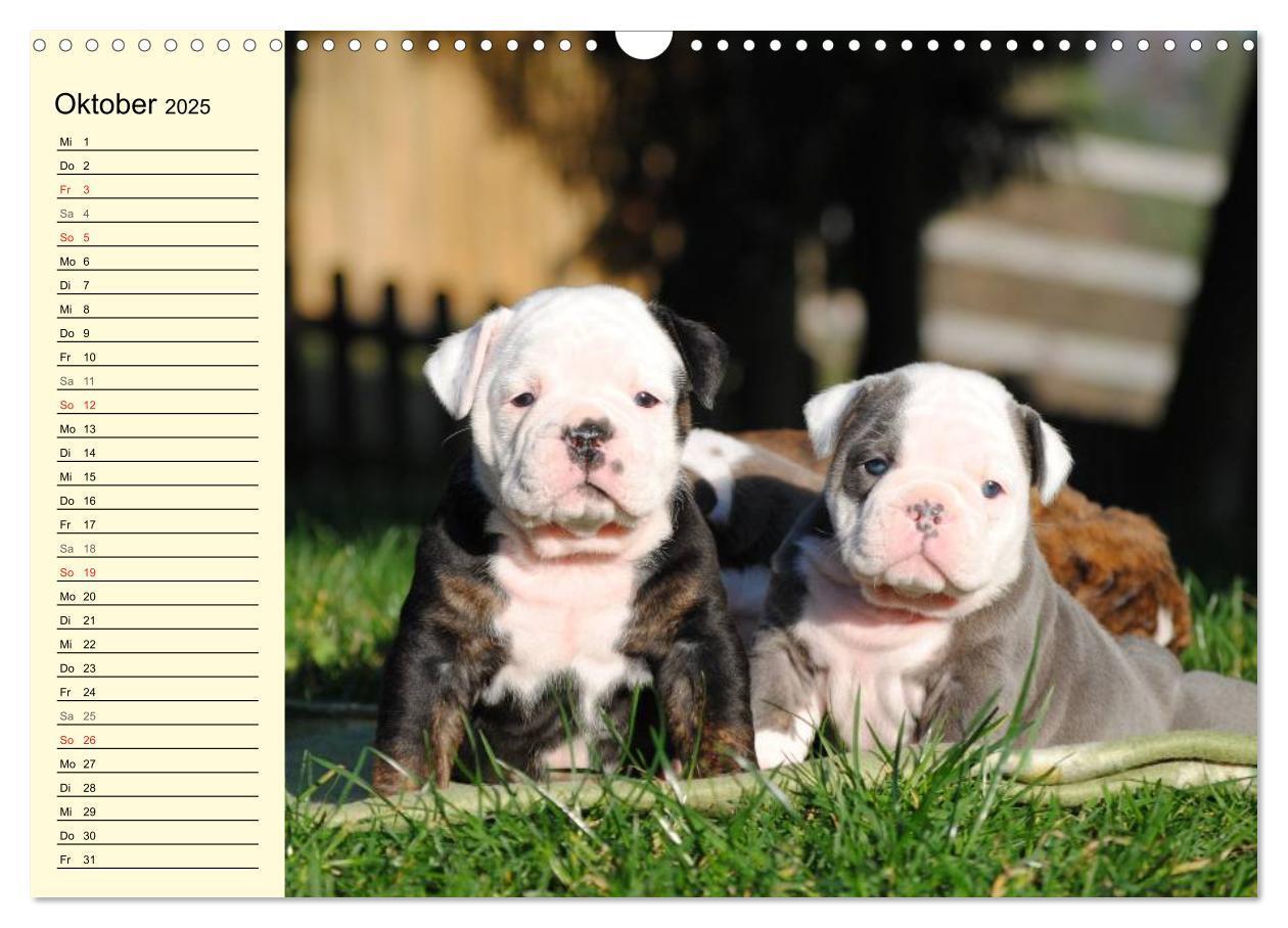 Bild: 9783435534456 | Bulldoggen-Moppelchen (Wandkalender 2025 DIN A3 quer), CALVENDO...