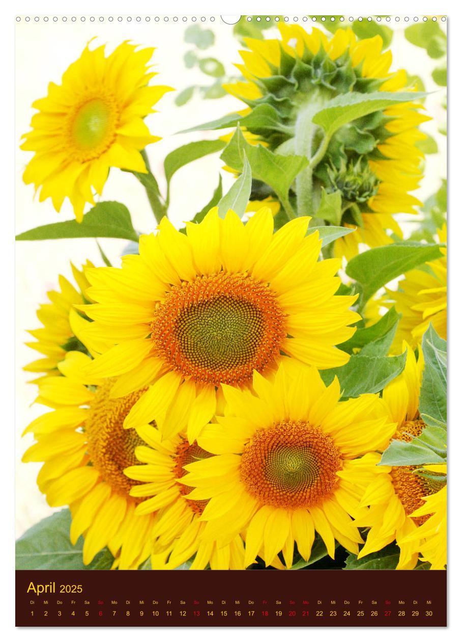 Bild: 9783435951284 | Sonnenblumen - Strahlende Blüten (Wandkalender 2025 DIN A2 hoch),...