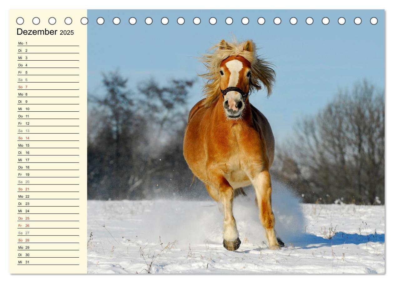 Bild: 9783435543731 | Welt der Pferde (Tischkalender 2025 DIN A5 quer), CALVENDO...