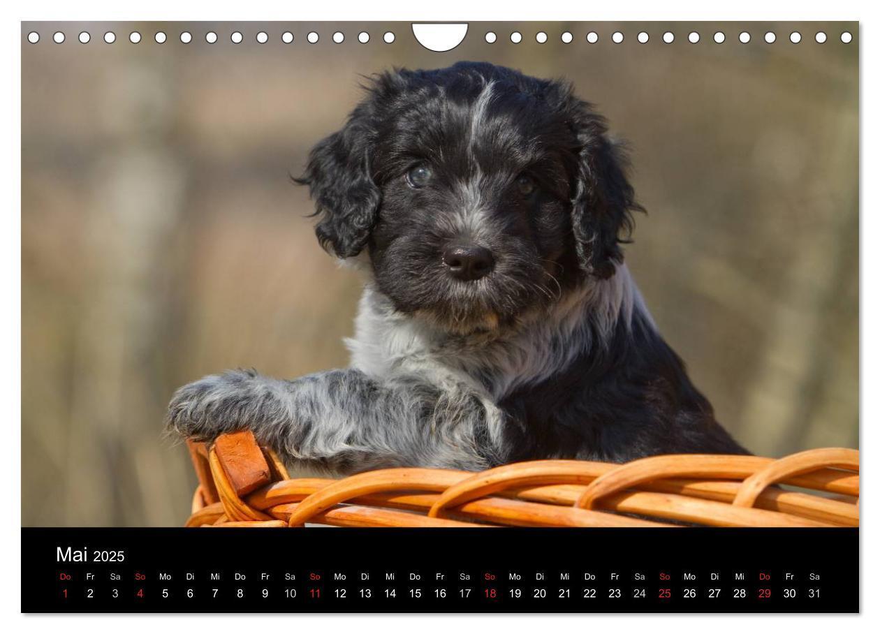 Bild: 9783435834389 | Hundewelpen (Wandkalender 2025 DIN A4 quer), CALVENDO Monatskalender