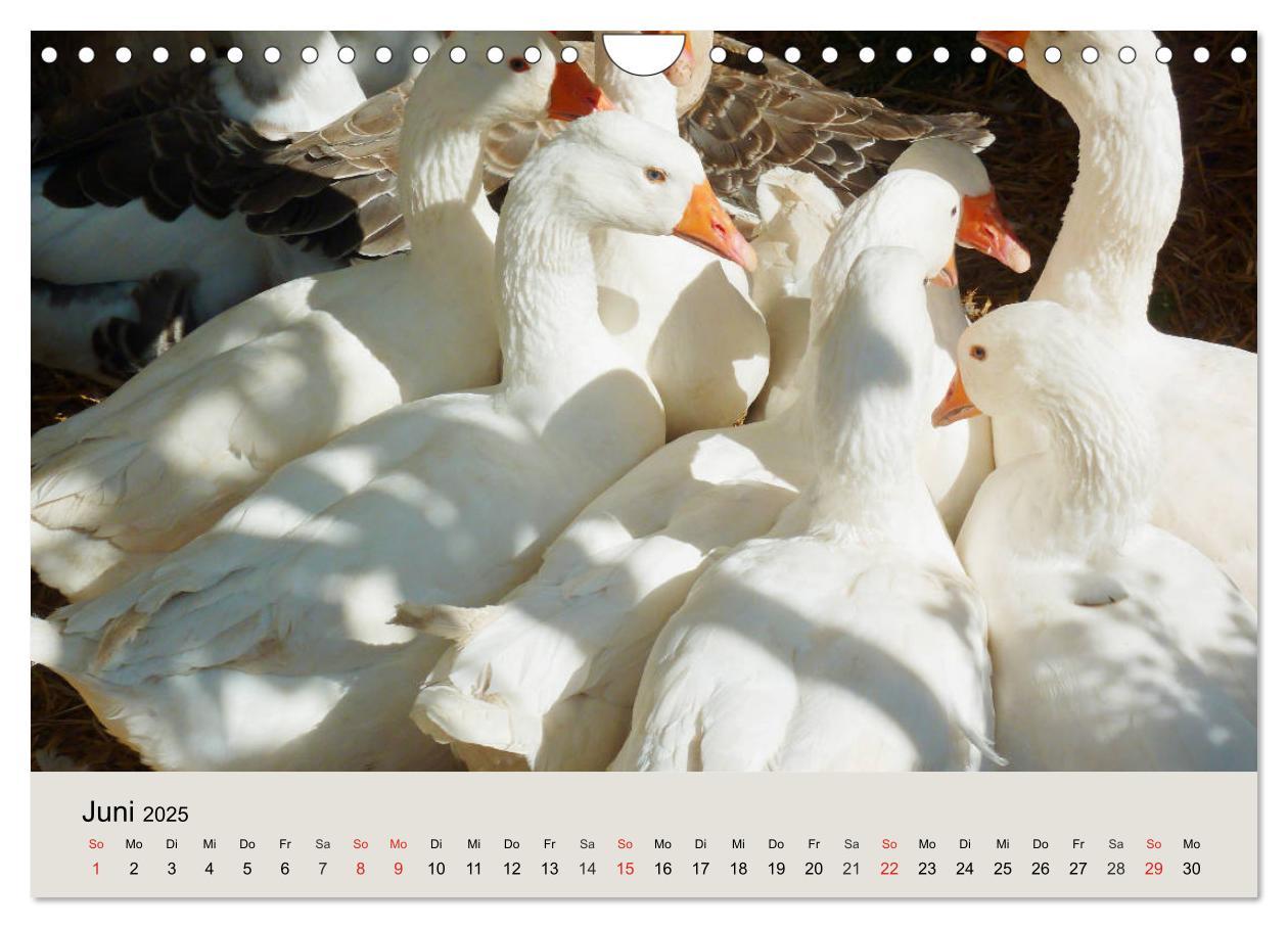 Bild: 9783435316755 | Gänse. Von wegen dumme Gans! (Wandkalender 2025 DIN A4 quer),...