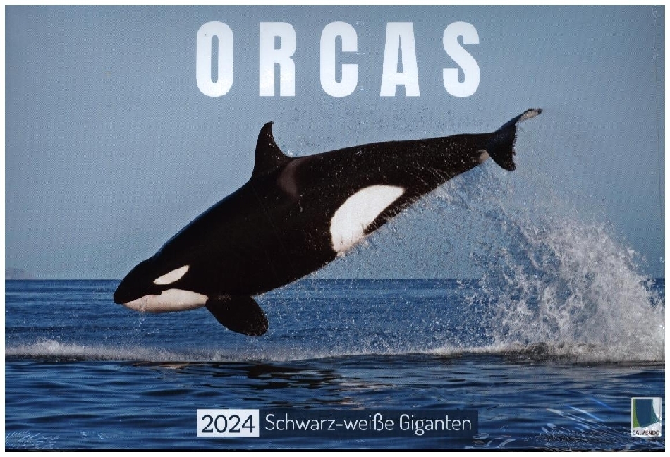 Cover: 9783383707315 | Orcas: Schwarz-weiße Giganten (Wandkalender 2024 DIN A4 quer),...