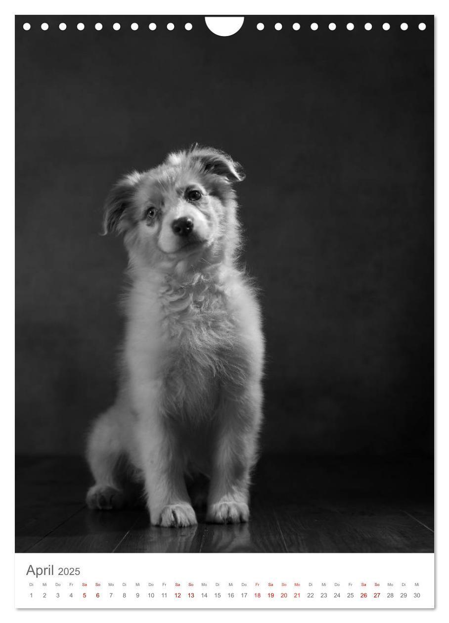 Bild: 9783435999491 | Fine Art Hundeportraits (Wandkalender 2025 DIN A4 hoch), CALVENDO...