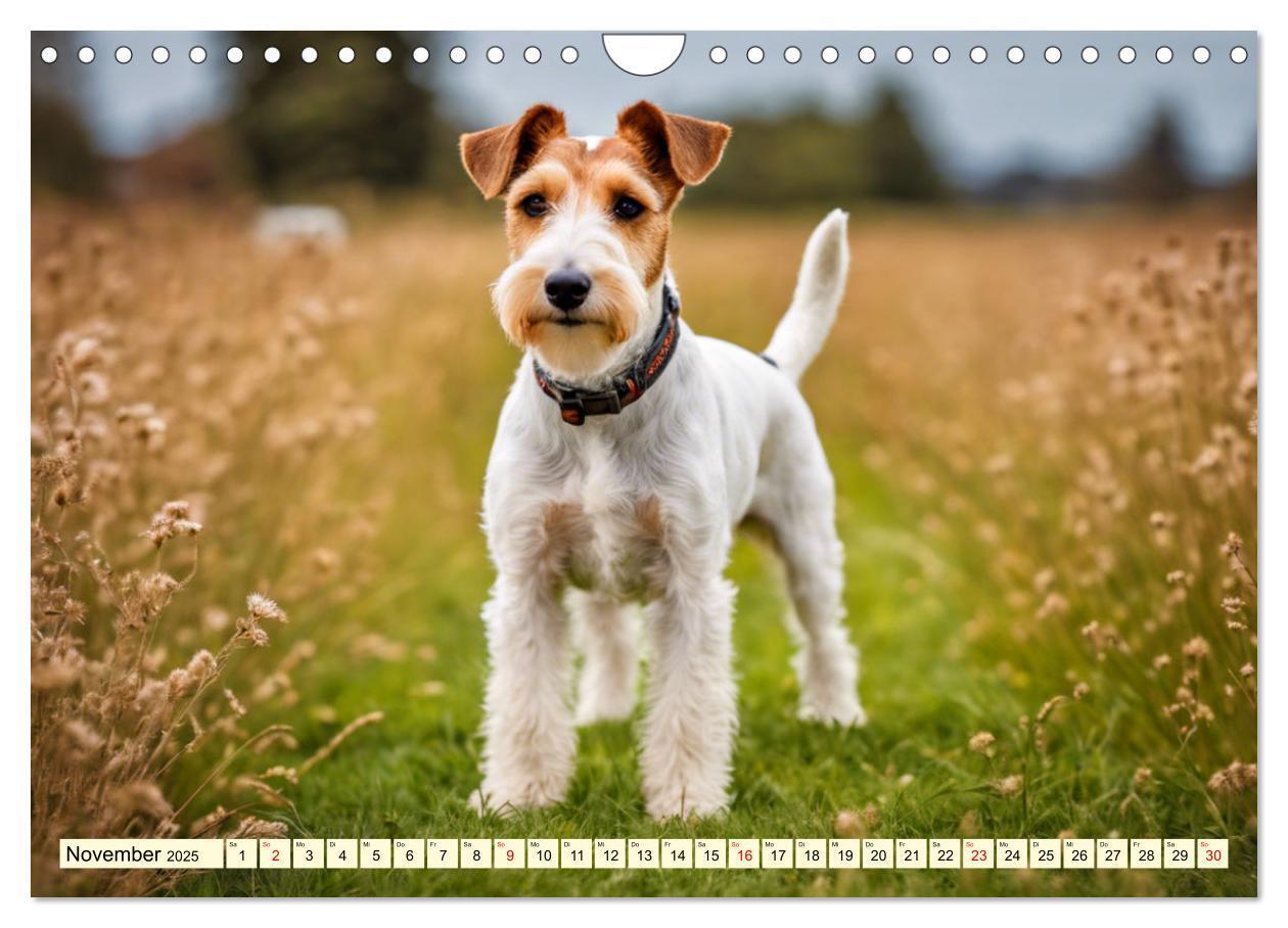 Bild: 9783435690367 | Drahthaar-Foxterrier (Wandkalender 2025 DIN A4 quer), CALVENDO...