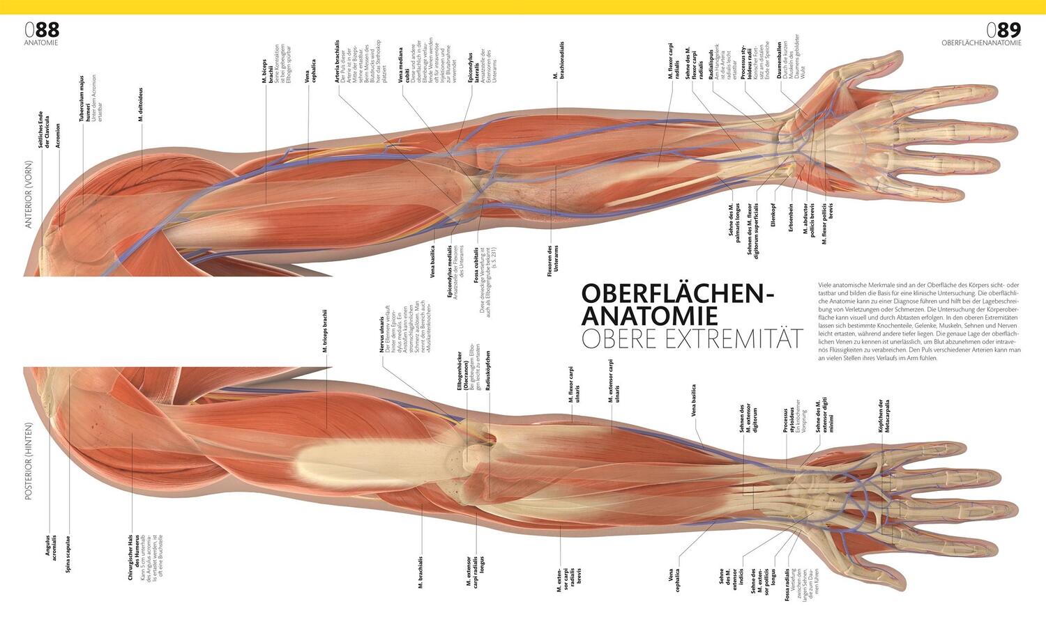 Bild: 9783831047772 | Anatomie und Physiologie | Alice Roberts | Buch | 536 S. | Deutsch