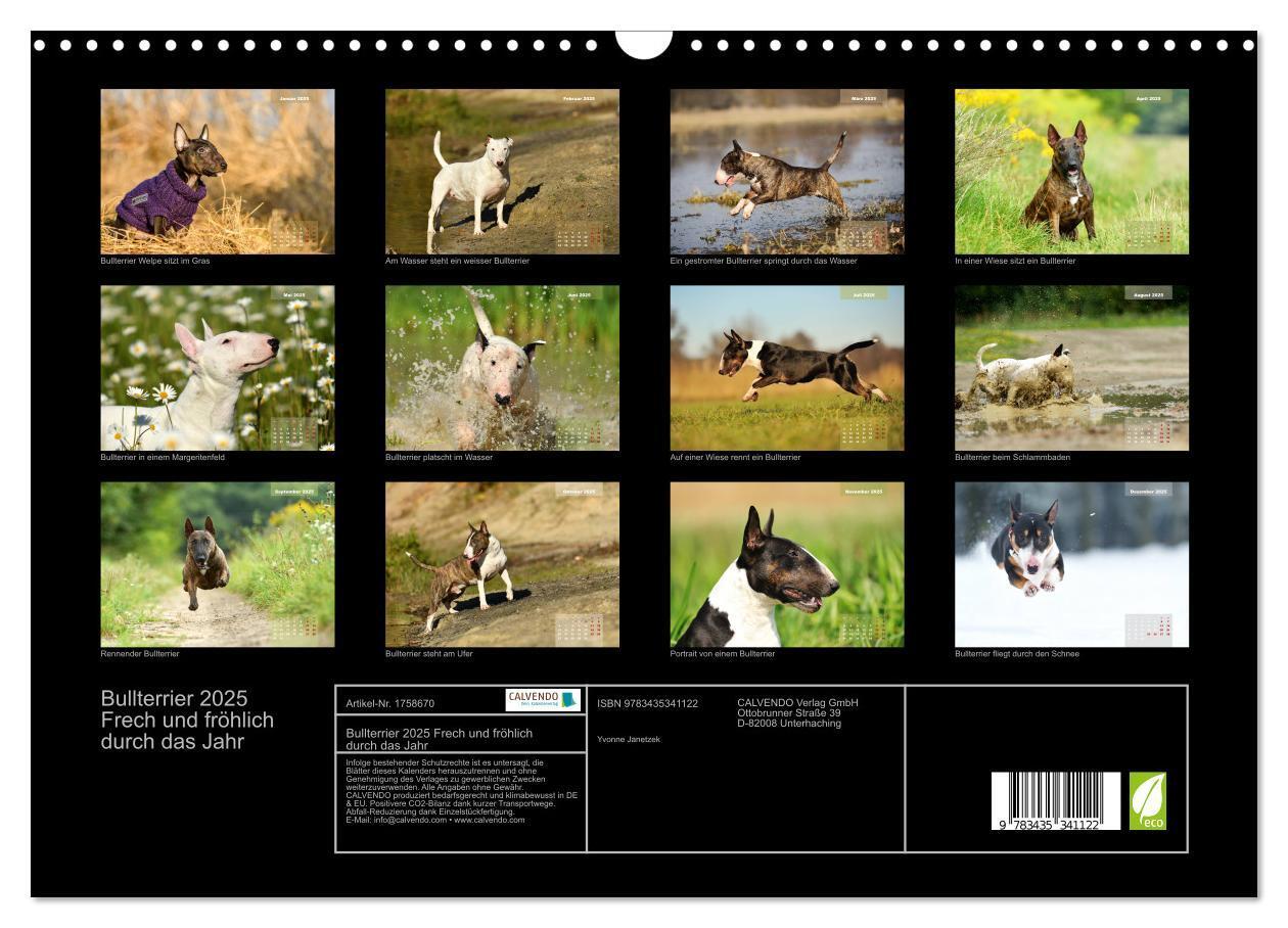 Bild: 9783435341122 | Bullterrier 2025 Frech und fröhlich durch das Jahr (Wandkalender...