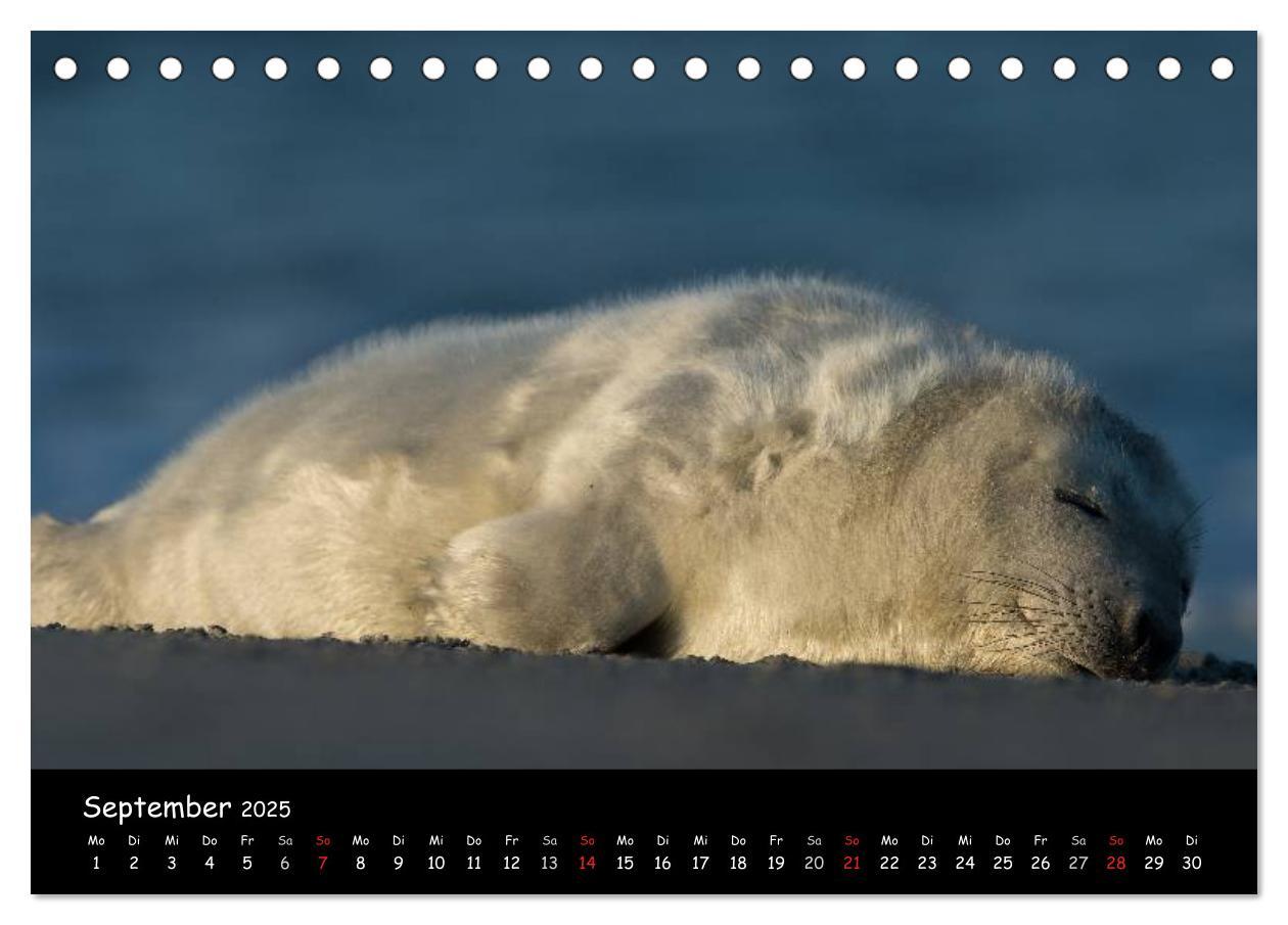 Bild: 9783435712014 | Robben auf Helgoland 2025 (Tischkalender 2025 DIN A5 quer),...