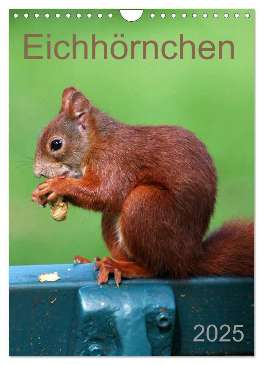 Cover: 9783457081419 | Eichhörnchen (Wandkalender 2025 DIN A4 hoch), CALVENDO Monatskalender