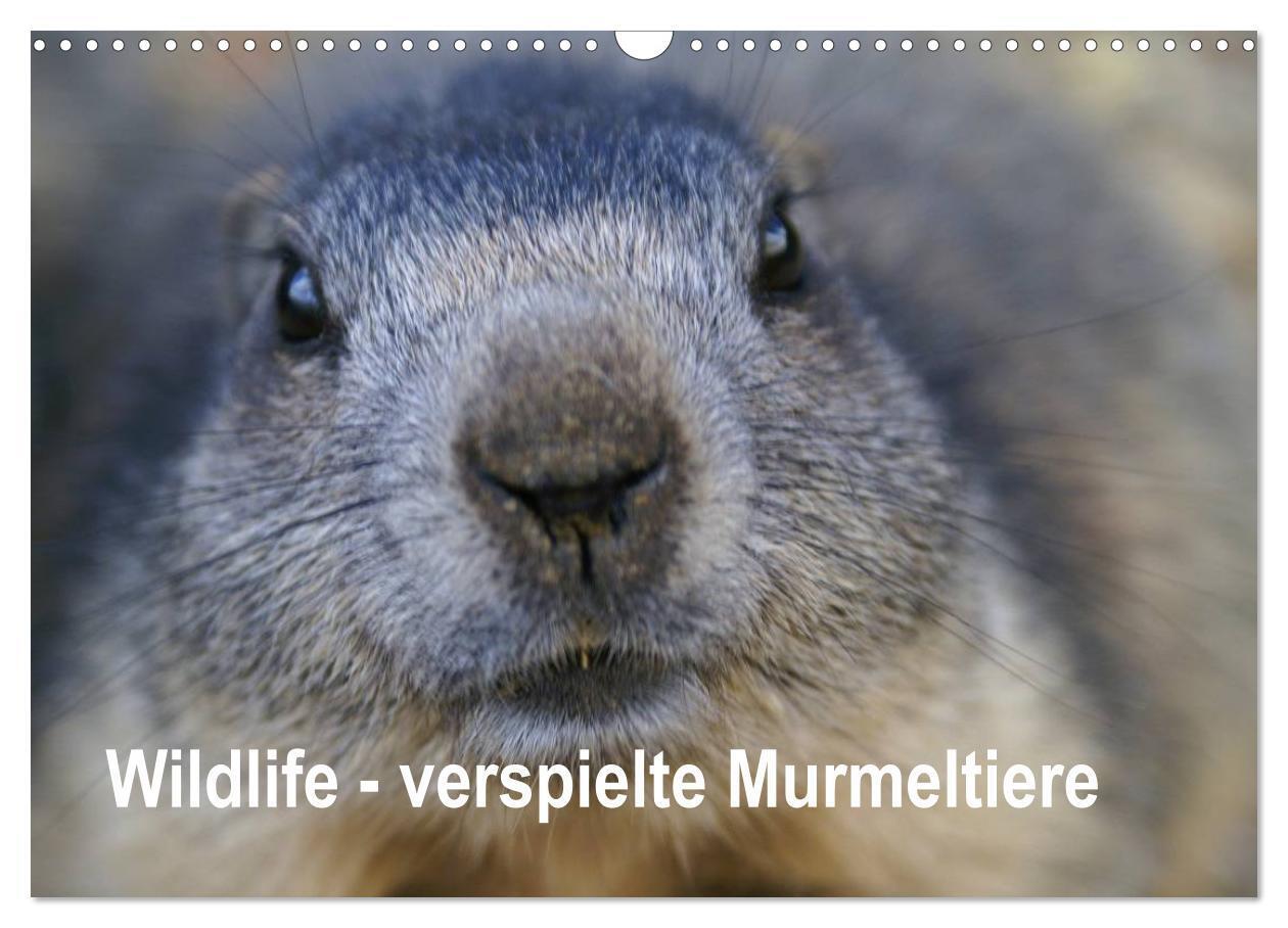 Cover: 9783435669356 | Wildlife - Verspielte Murmeltiere (Wandkalender 2025 DIN A3 quer),...