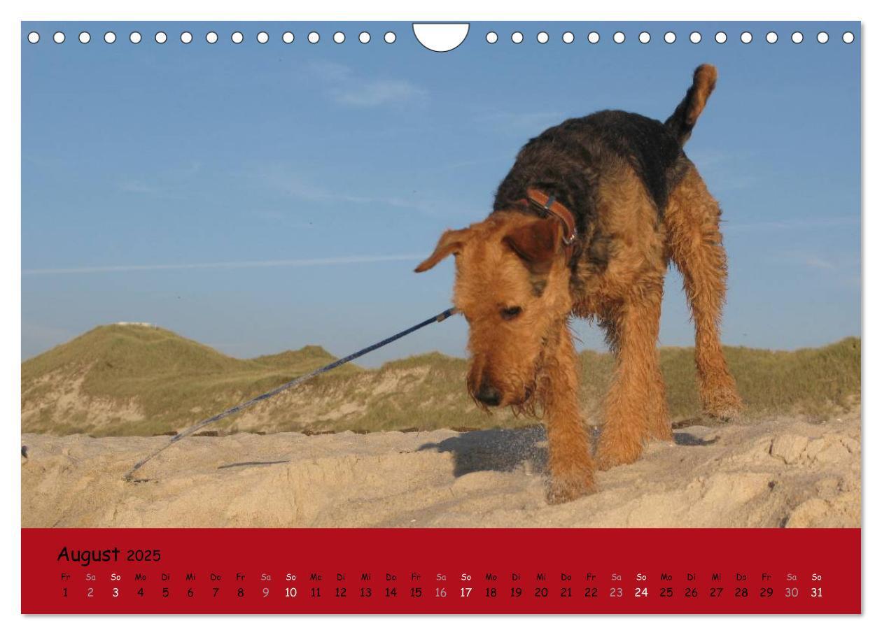 Bild: 9783435666003 | Airedale Terrier (Wandkalender 2025 DIN A4 quer), CALVENDO...